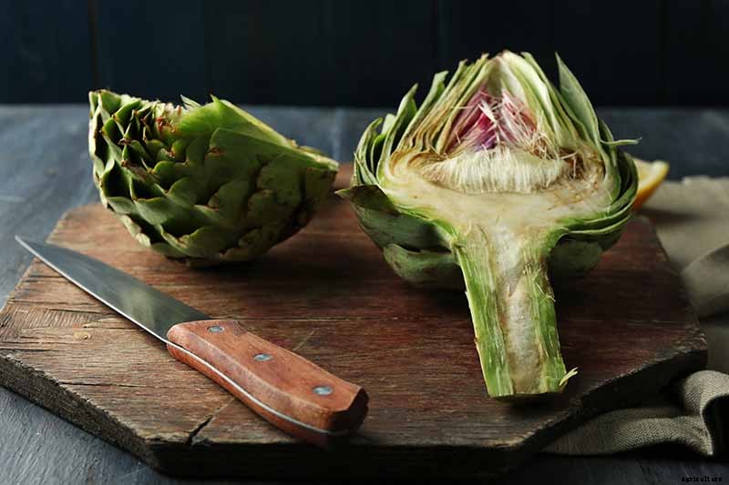 How to Plant and Grow Artichokes