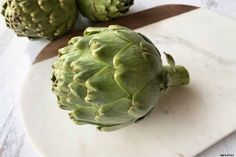 How to Plant and Grow Artichokes