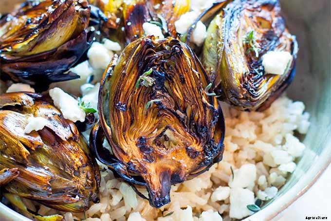 How to Plant and Grow Artichokes