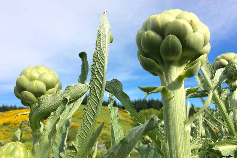 How to Plant and Grow Artichokes