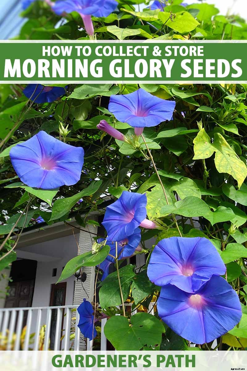 How to Collect and Store Morning Glory Seeds