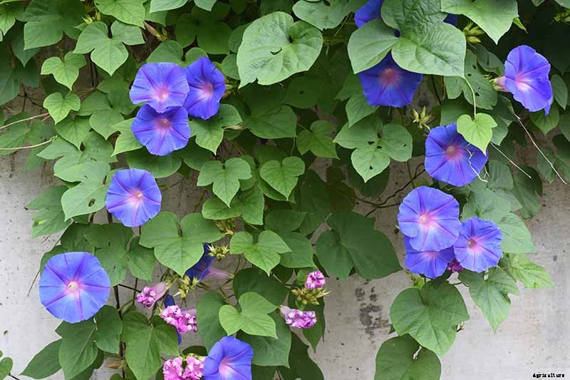 How to Collect and Store Morning Glory Seeds