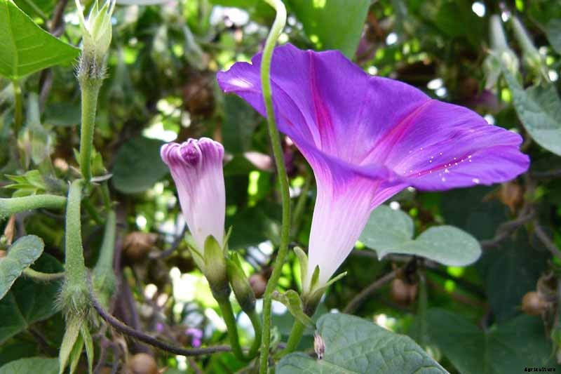 How to Collect and Store Morning Glory Seeds