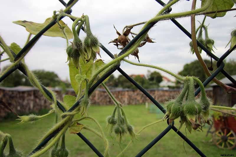 How to Collect and Store Morning Glory Seeds