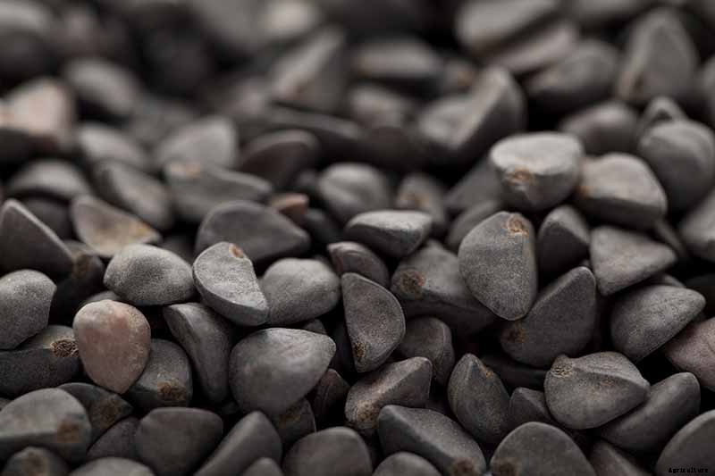 How to Collect and Store Morning Glory Seeds