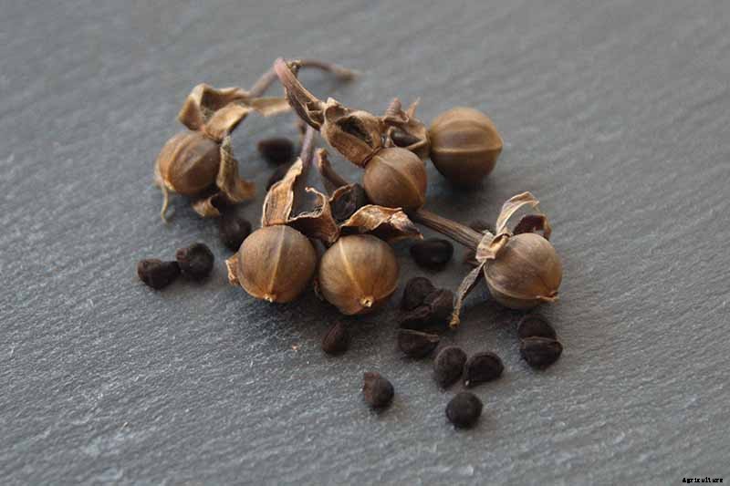 How to Collect and Store Morning Glory Seeds