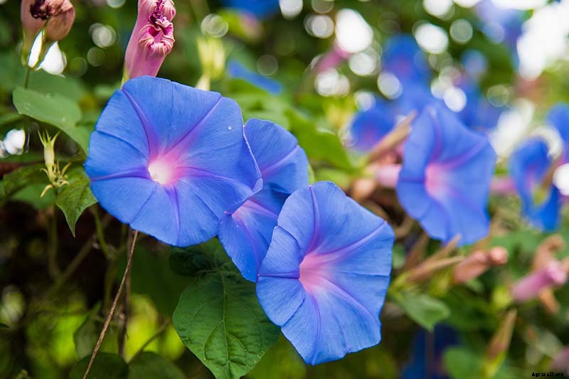 How to Collect and Store Morning Glory Seeds