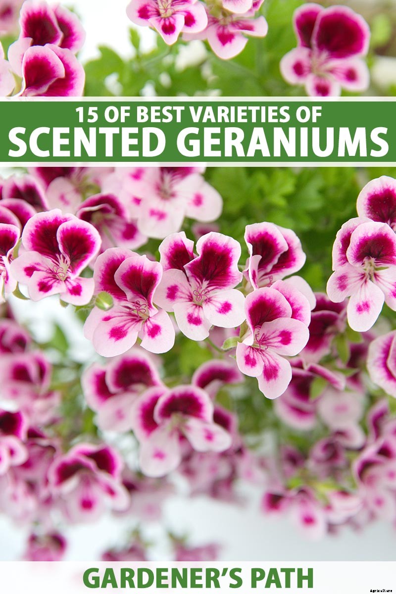 15 of the Best Scented Geranium Varieties