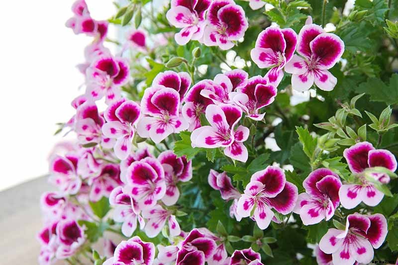 15 of the Best Scented Geranium Varieties
