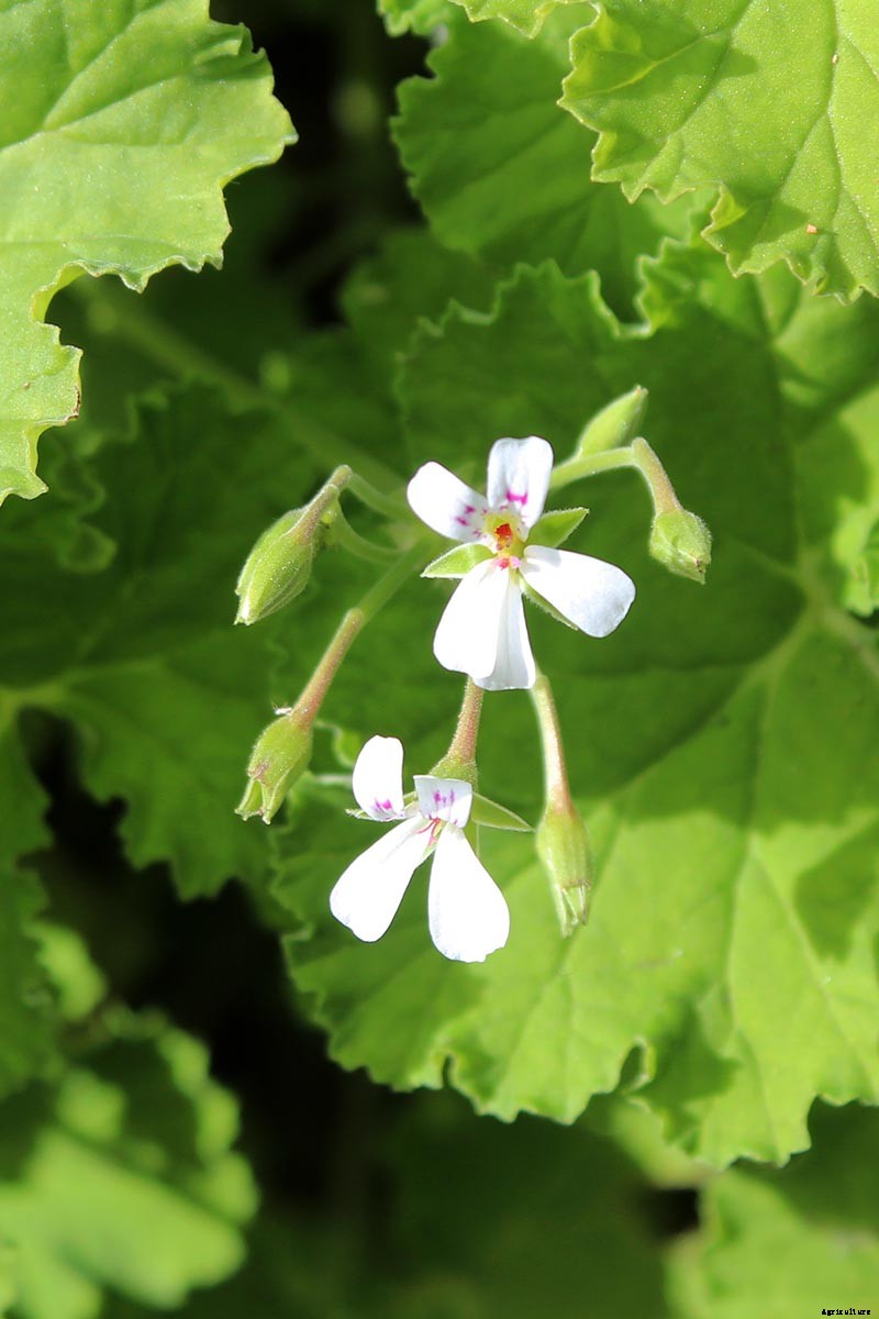 15 of the Best Scented Geranium Varieties