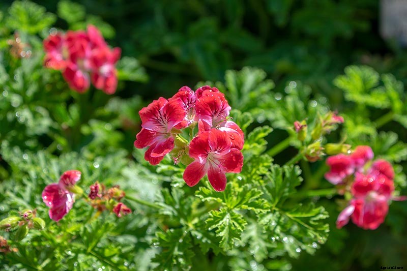 15 of the Best Scented Geranium Varieties