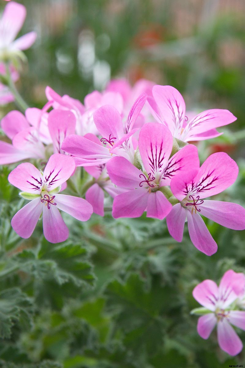 15 of the Best Scented Geranium Varieties