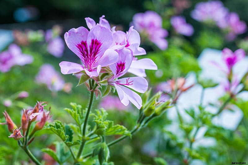 15 of the Best Scented Geranium Varieties