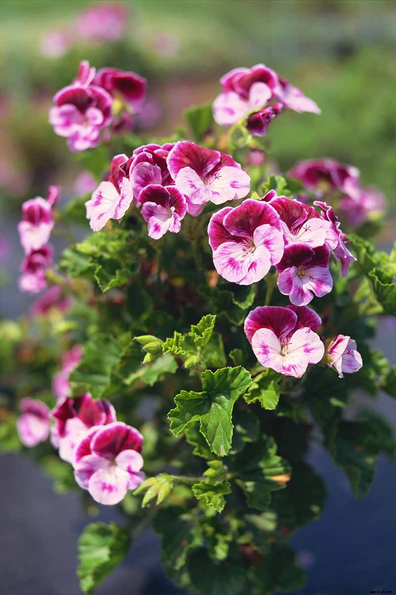 15 of the Best Scented Geranium Varieties