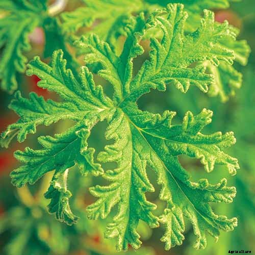 15 of the Best Scented Geranium Varieties
