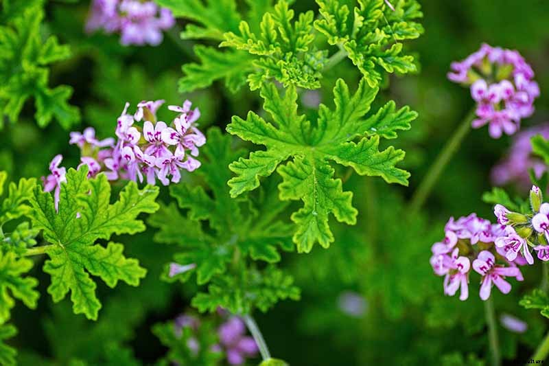 15 of the Best Scented Geranium Varieties