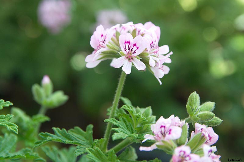 15 of the Best Scented Geranium Varieties