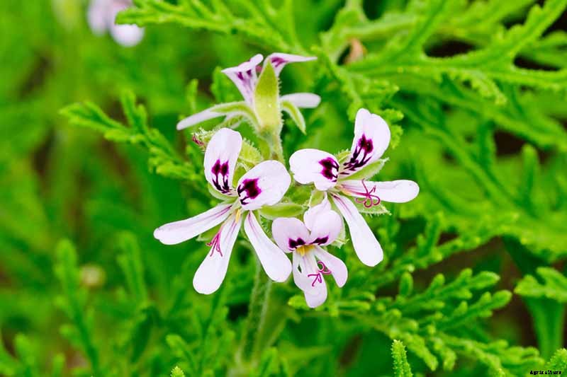 15 of the Best Scented Geranium Varieties