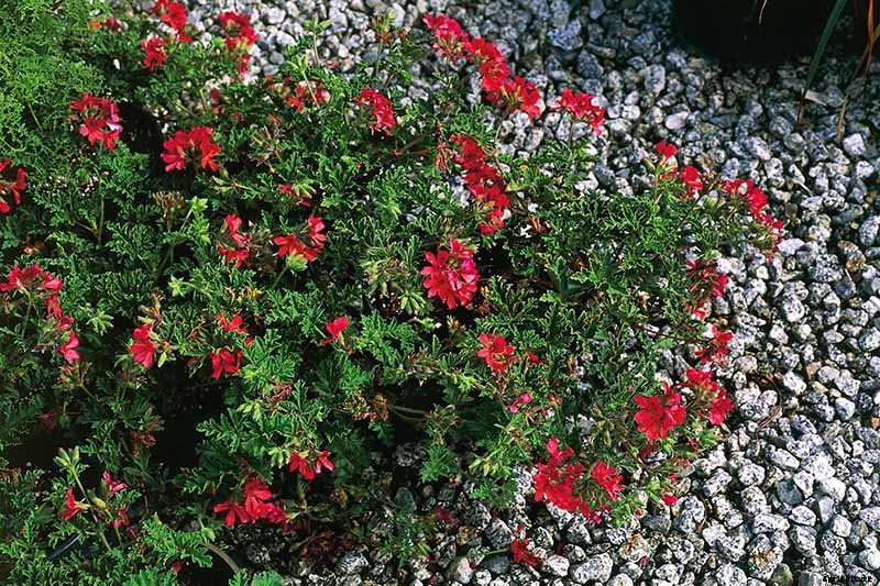 15 of the Best Scented Geranium Varieties