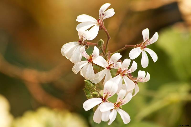 15 of the Best Scented Geranium Varieties