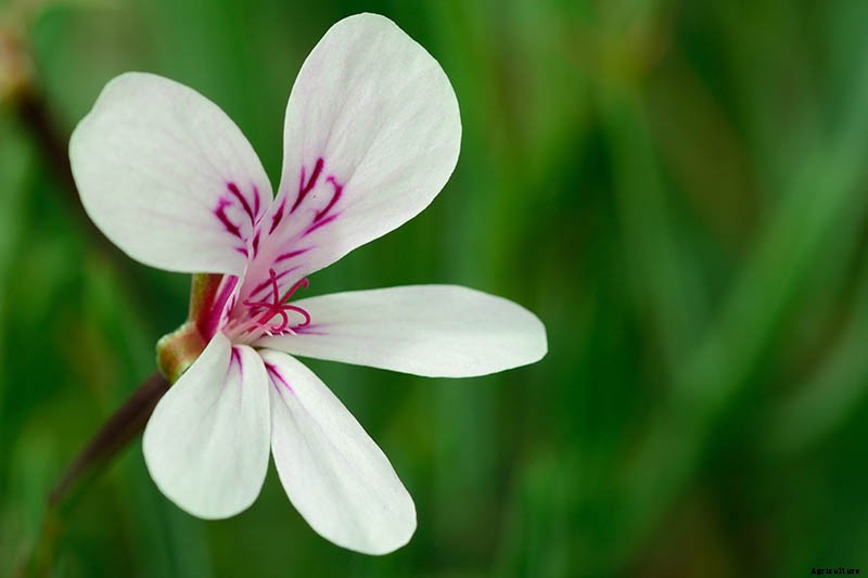 15 of the Best Scented Geranium Varieties