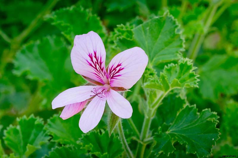 15 of the Best Scented Geranium Varieties