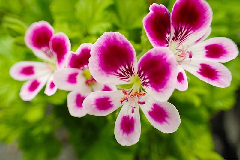 15 of the Best Scented Geranium Varieties