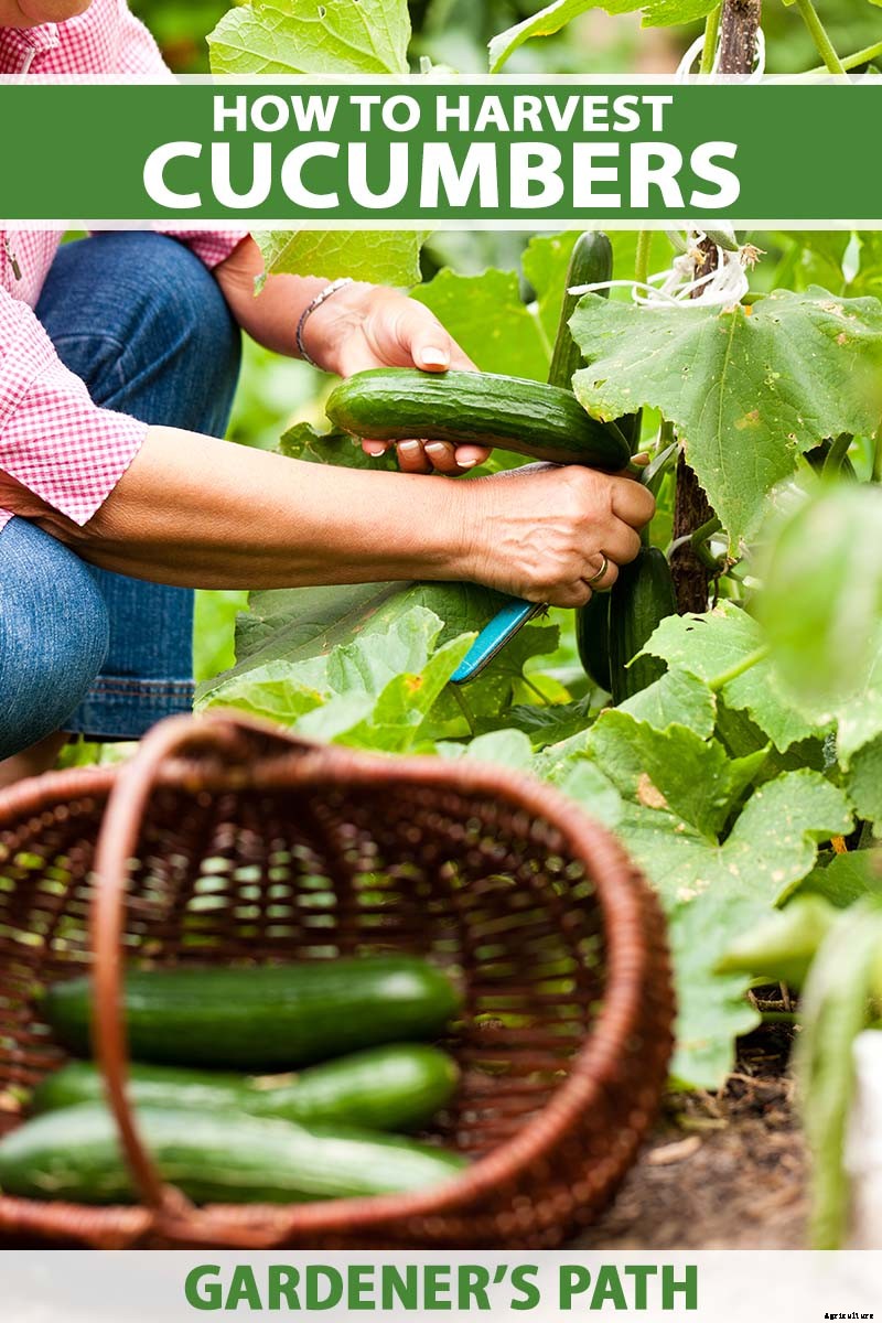 Bring in That Bumper Crop: How and When to Harvest Cucumbers