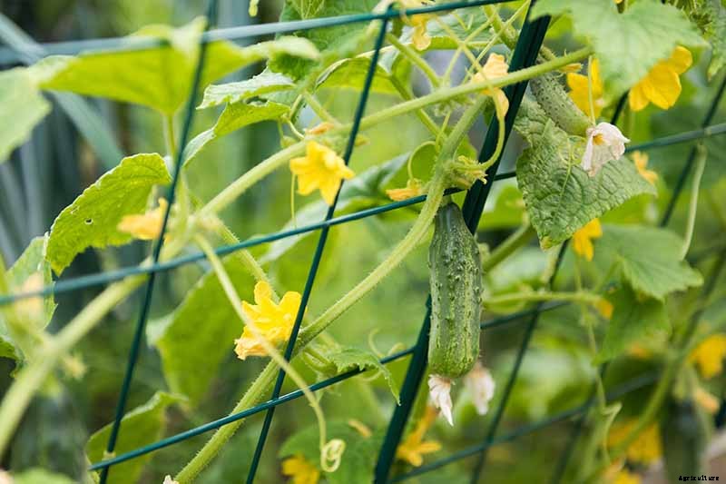 Bring in That Bumper Crop: How and When to Harvest Cucumbers