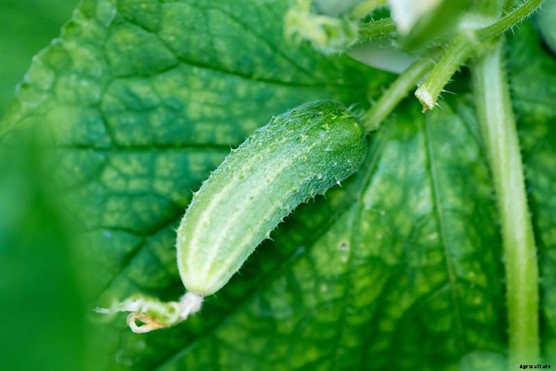 Bring in That Bumper Crop: How and When to Harvest Cucumbers