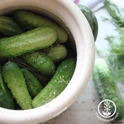 Bring in That Bumper Crop: How and When to Harvest Cucumbers