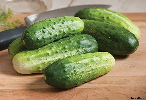 Bring in That Bumper Crop: How and When to Harvest Cucumbers