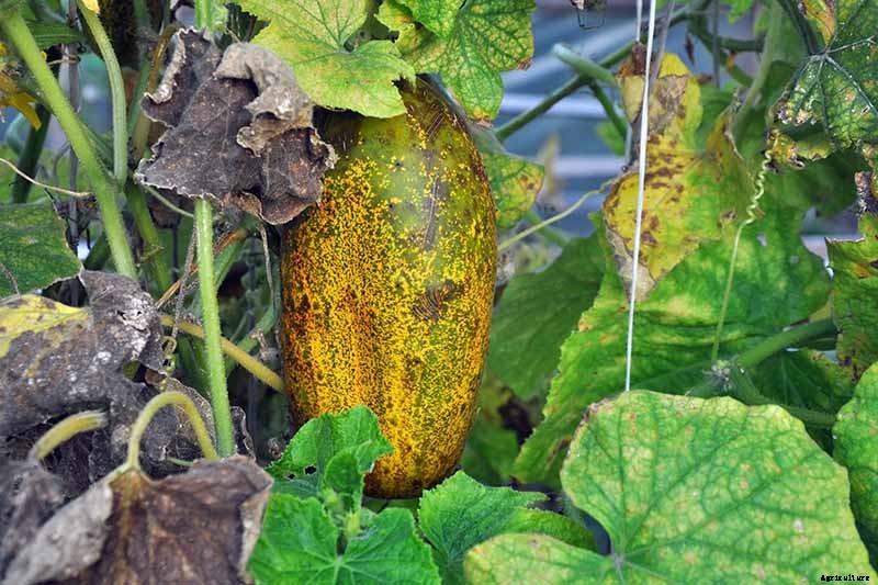 Bring in That Bumper Crop: How and When to Harvest Cucumbers
