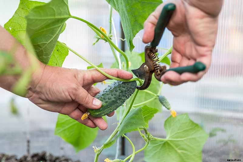 Bring in That Bumper Crop: How and When to Harvest Cucumbers