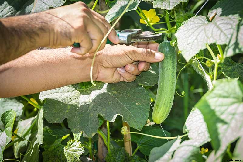 Bring in That Bumper Crop: How and When to Harvest Cucumbers