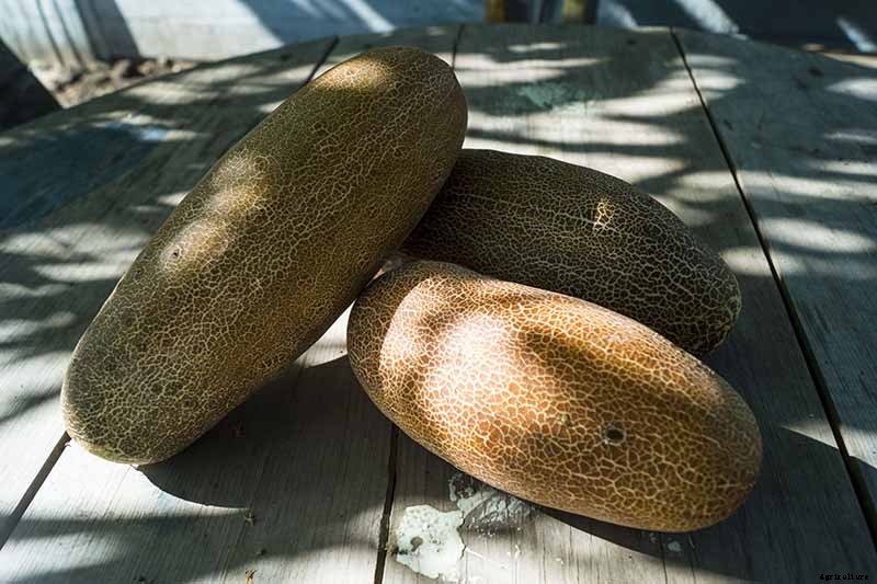 Bring in That Bumper Crop: How and When to Harvest Cucumbers