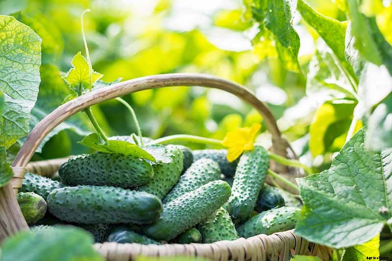 Bring in That Bumper Crop: How and When to Harvest Cucumbers