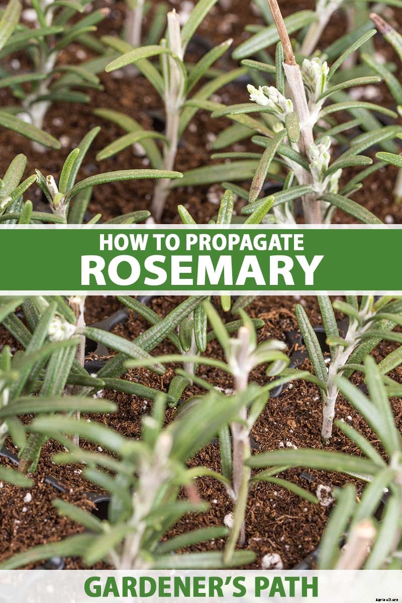 How to Propagate Rosemary Plants