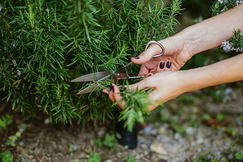 How to Propagate Rosemary Plants