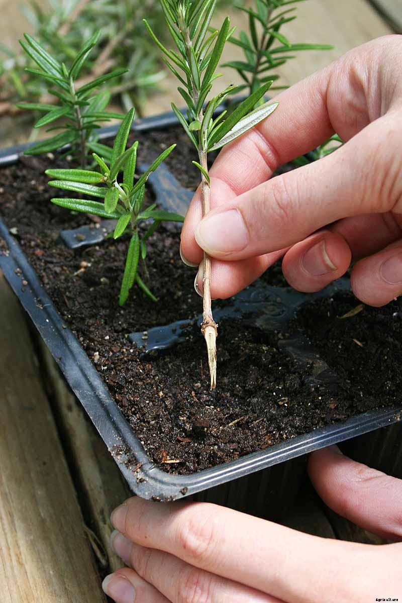 How to Propagate Rosemary Plants
