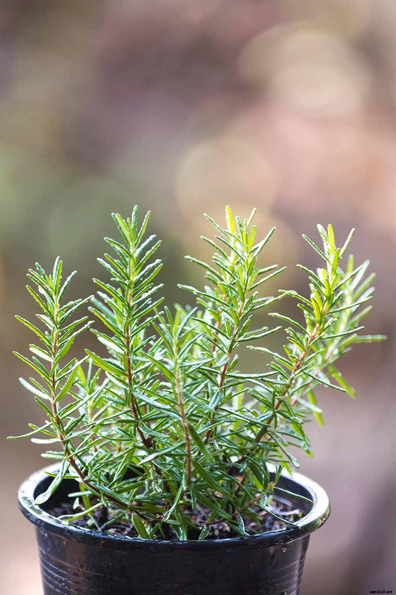 How to Propagate Rosemary Plants