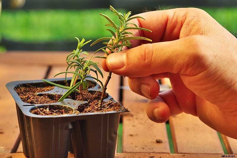 How to Propagate Rosemary Plants