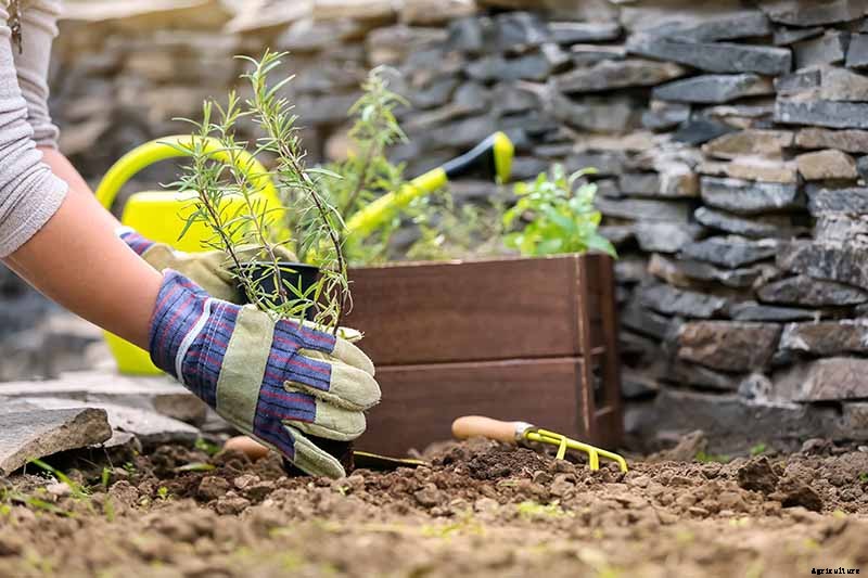 How to Propagate Rosemary Plants