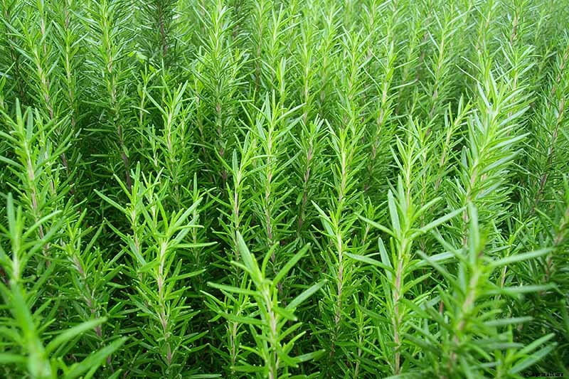 How to Propagate Rosemary Plants