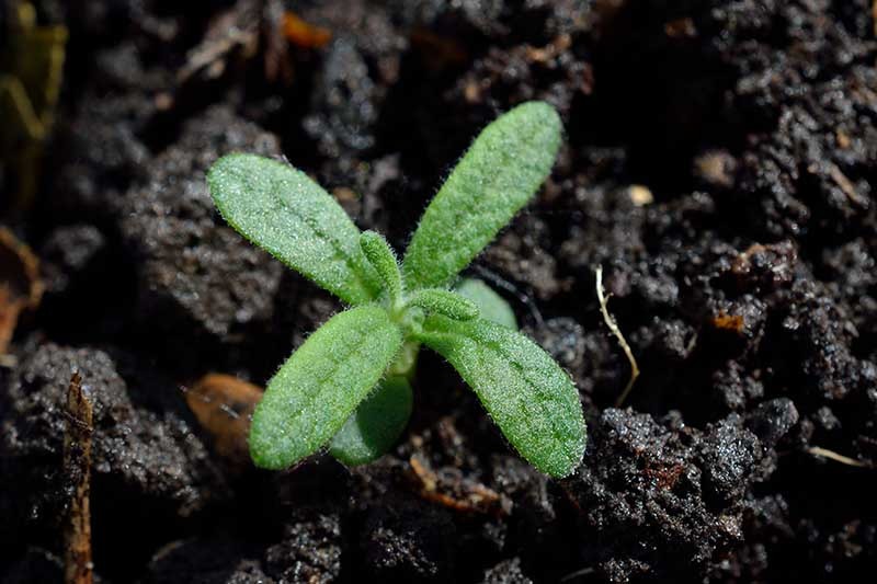 How to Propagate Rosemary Plants
