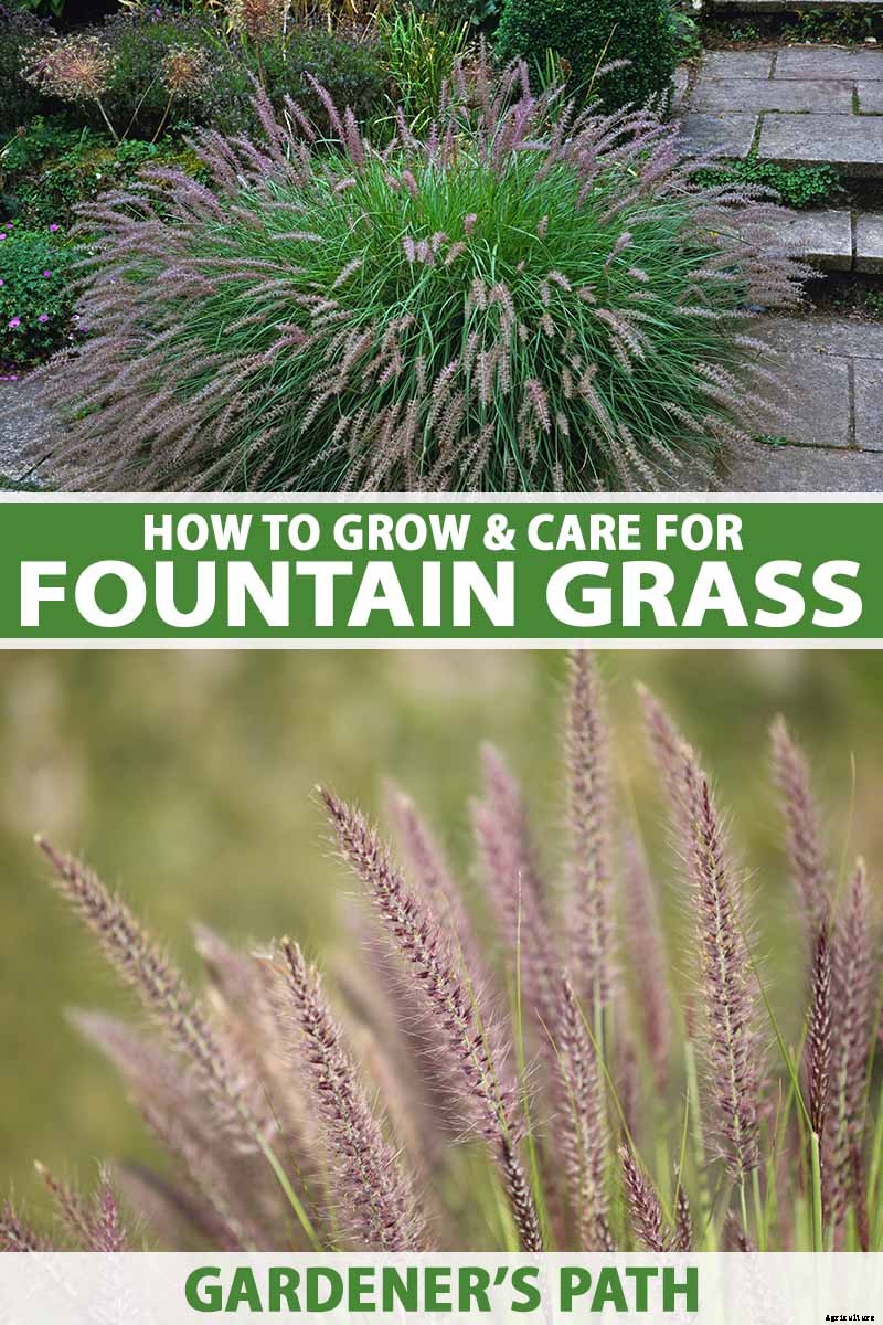 How to Grow and Care for Fountain Grass