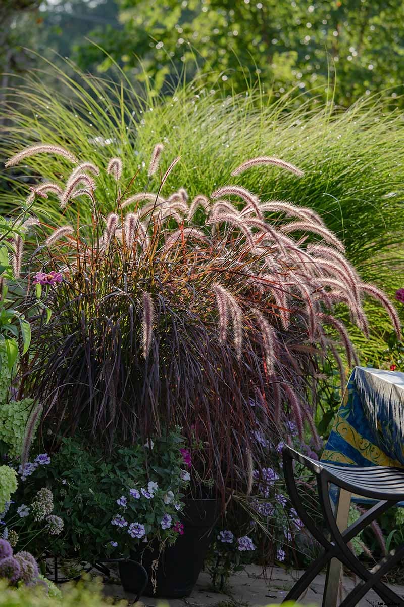 How to Grow and Care for Fountain Grass