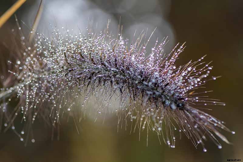 How to Grow and Care for Fountain Grass