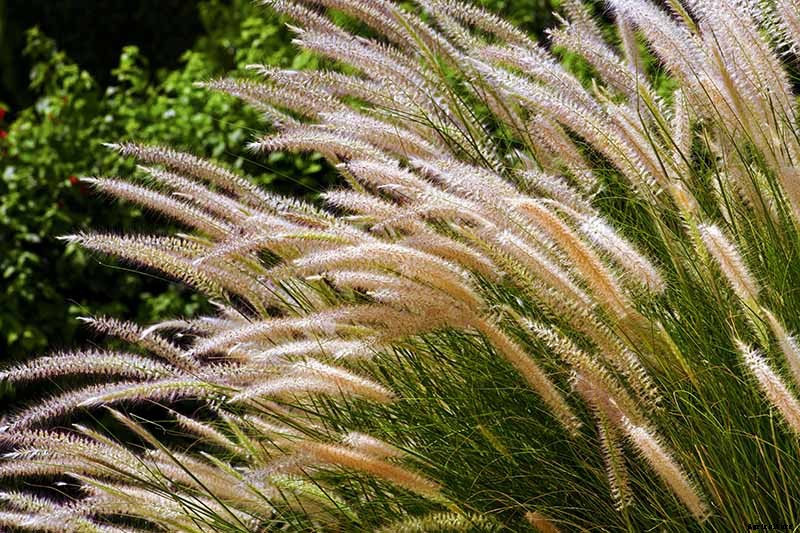 How to Grow and Care for Fountain Grass