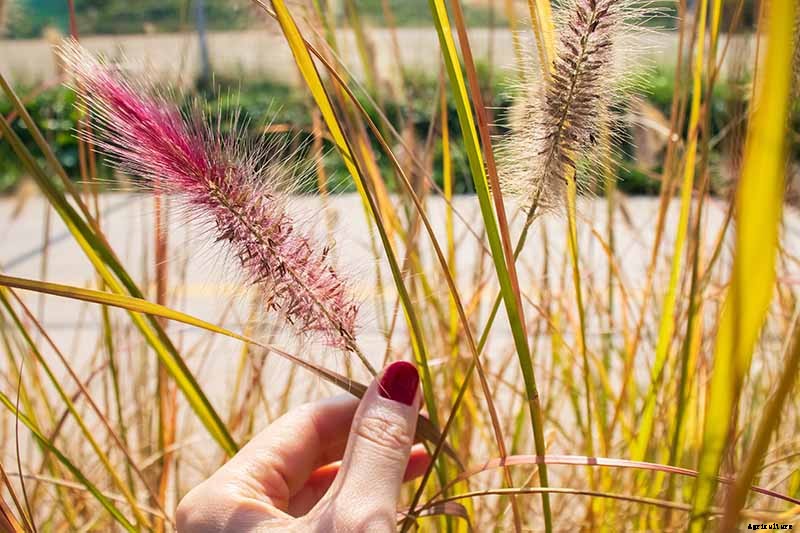 How to Grow and Care for Fountain Grass